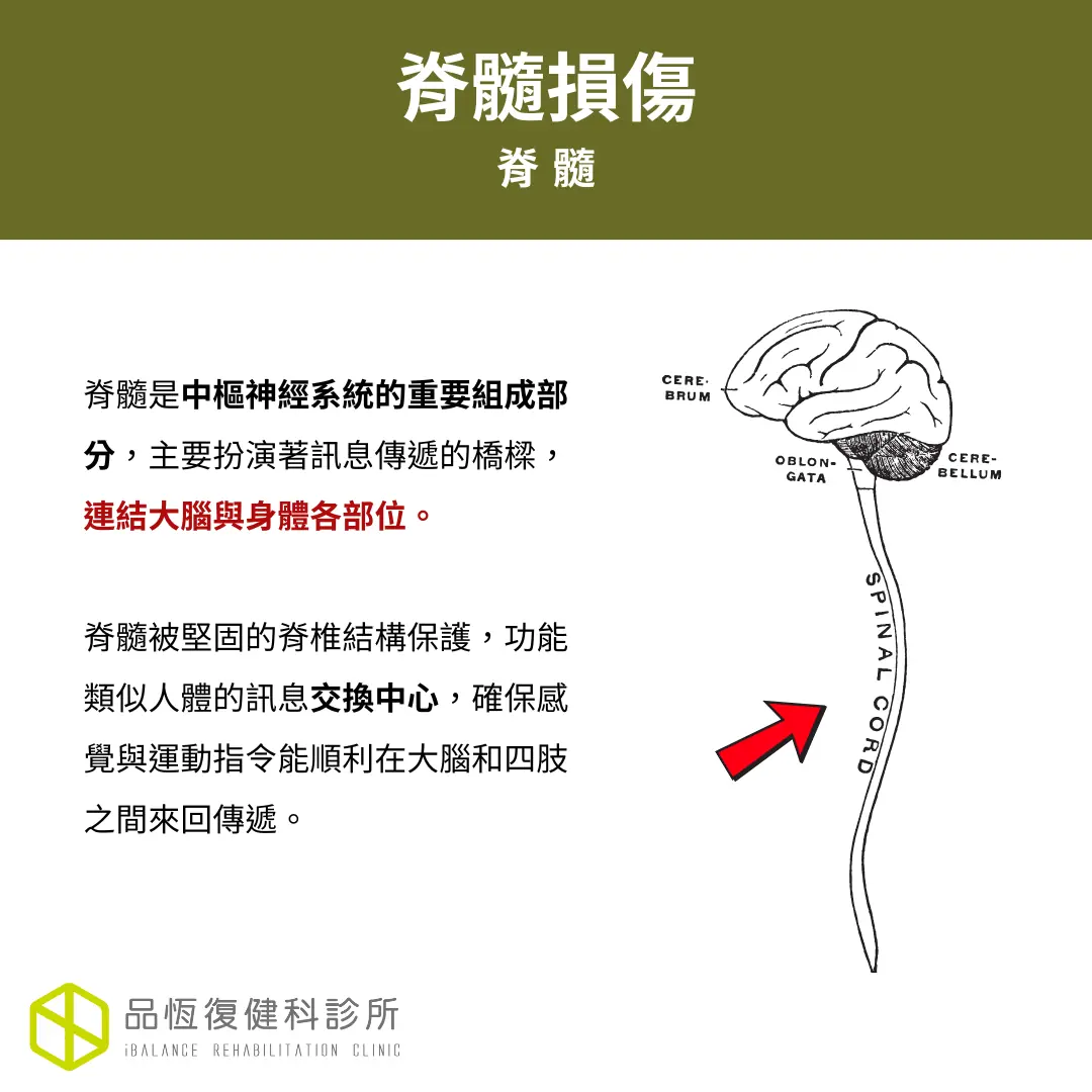 脊隨損傷 脊隨損傷